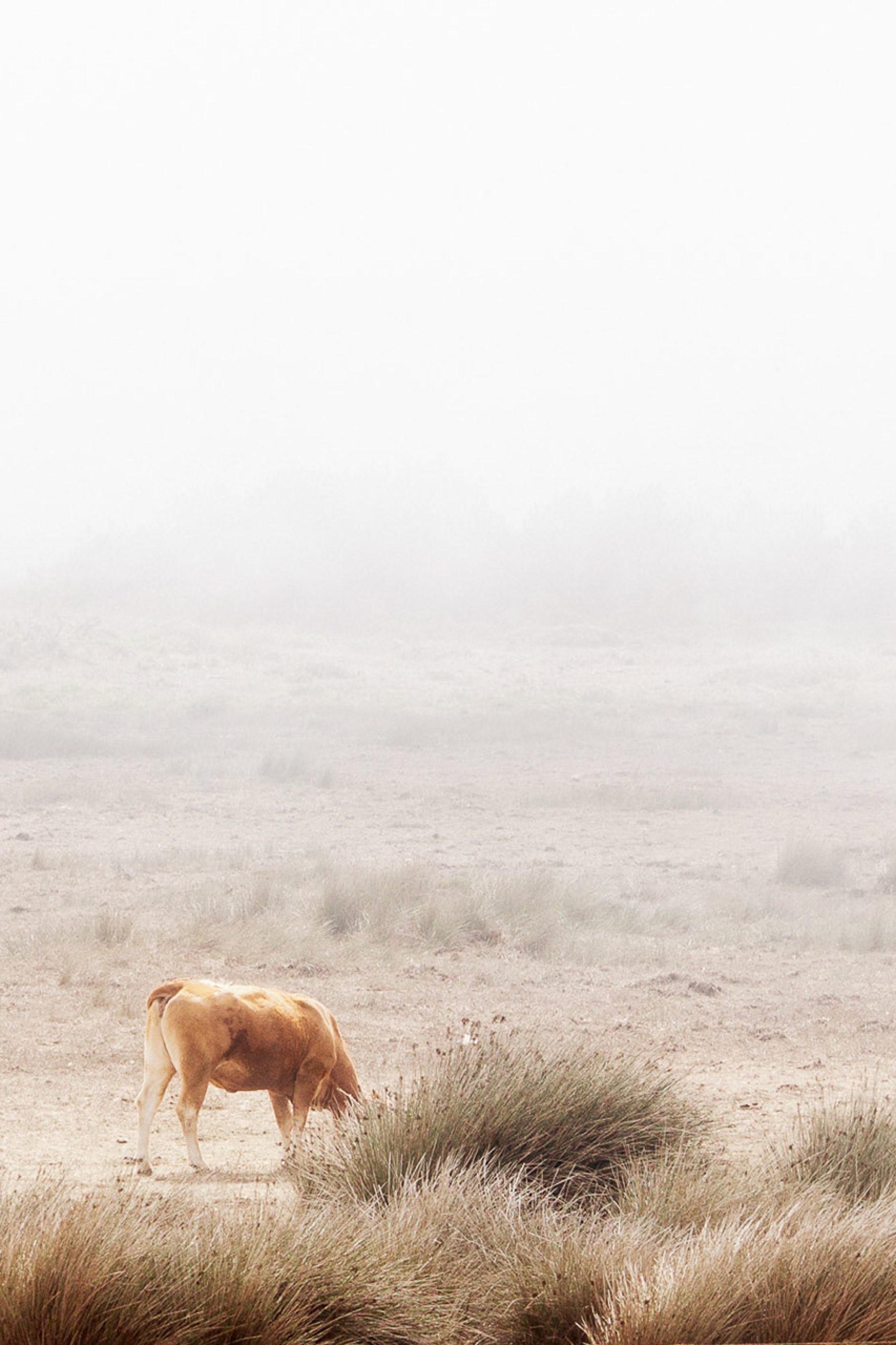European Far West project cover