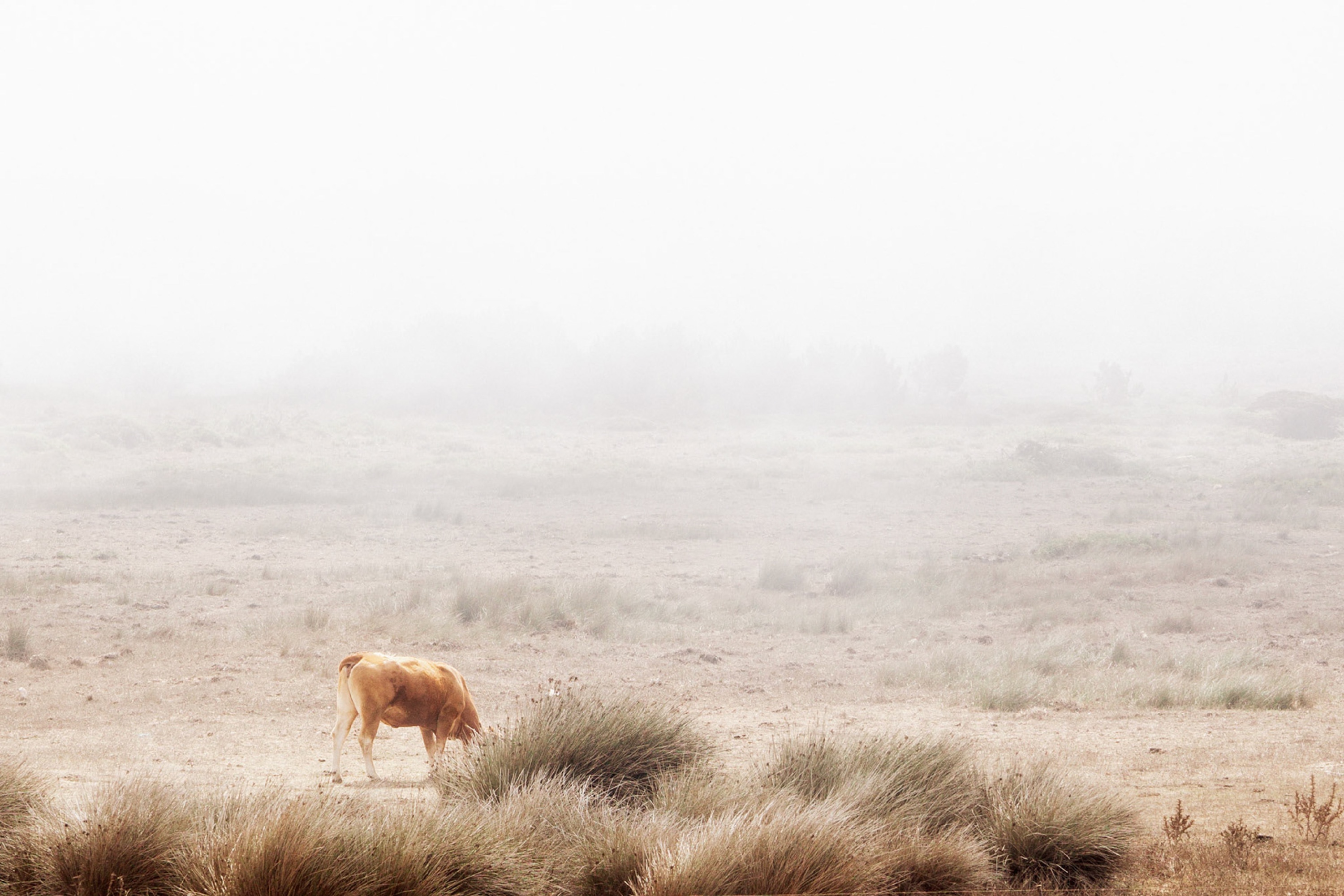 European Far West photograph 4, Nicola Calaprice